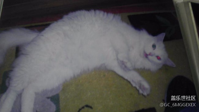 我家咪咪與菲菲。