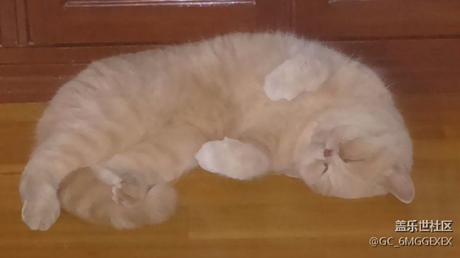 我家咪咪與菲菲。