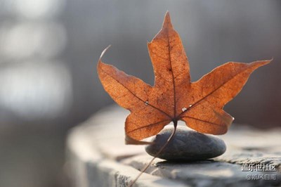 雖已入冬，但美景依在（以小見大）