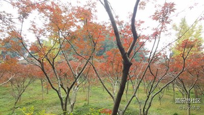 這一季美麗不會(huì)在流年里枯萎，，