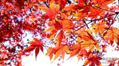 今天主要拍拍樹(shù)葉