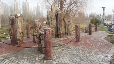 億萬(wàn)年前的硅化木重見(jiàn)天日