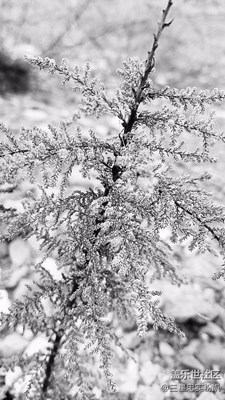 【黑白】沉默的自然