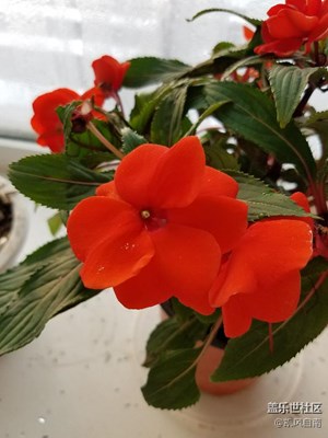 小伙伴們知道這是什么花嗎？