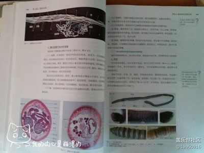【圣誕狂歡】＋黃石＋狂歡也要好好復習考試不掛科才是王道