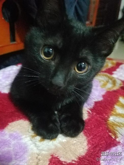 想玩狂野飆車了哪個應(yīng)用商店能下到 版本好的，*之類的