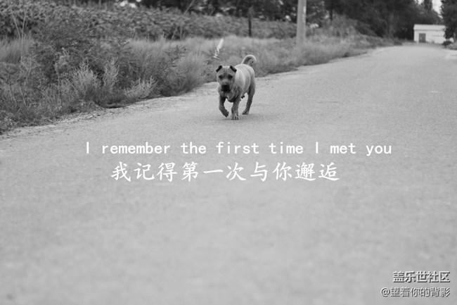 致我逝去的皮皮