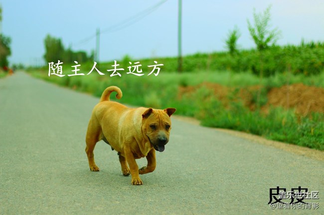 致我逝去的皮皮