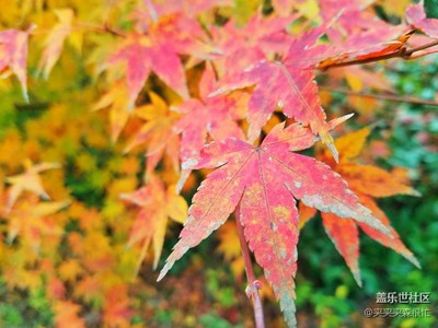 鏡頭下冬日里的花花草草葉葉人人