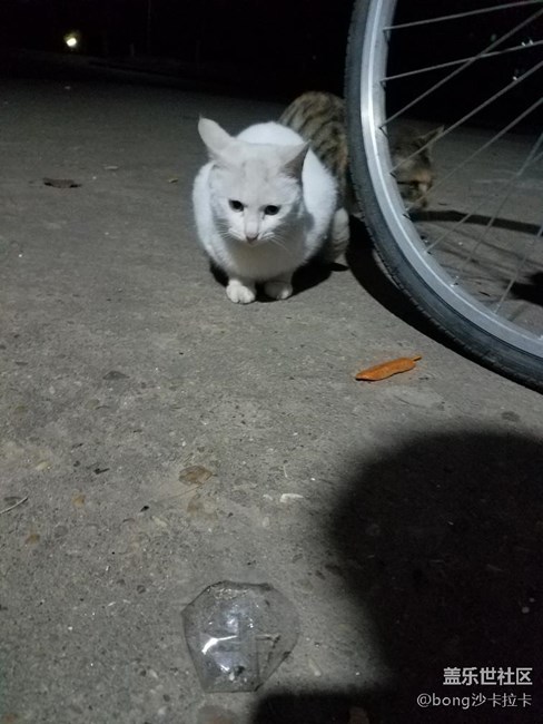 路邊小貓來一張