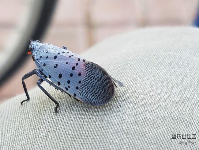 不知道叫啥名的小動物.
