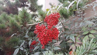 這是啥東東，這么漂亮