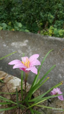 看中拿走