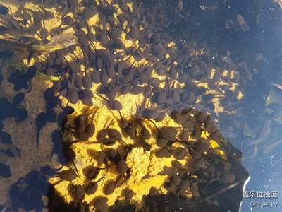 蝌蚪，有密集鎮(zhèn)恐懼癥請(qǐng)不要看