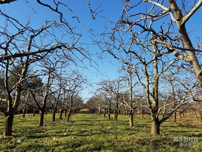 落光葉子的果樹也如此美麗