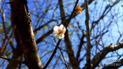 寒梅獨(dú)自開