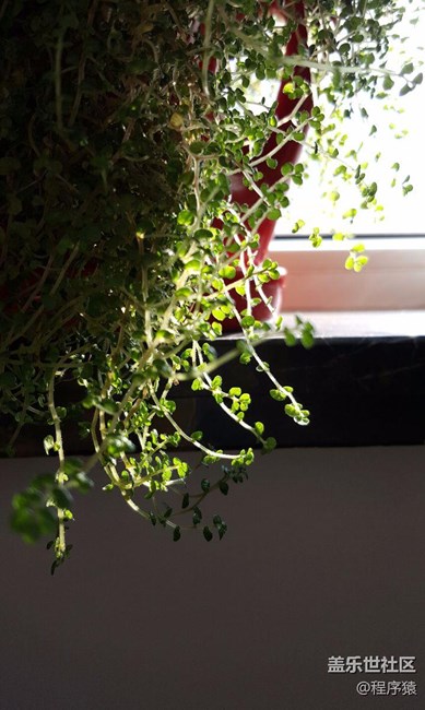 note5日常拍照-綠色好心情