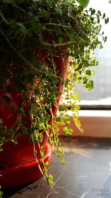 note5日常拍照-綠色好心情