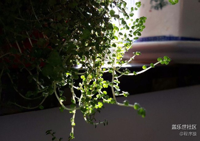 note5日常拍照-綠色好心情