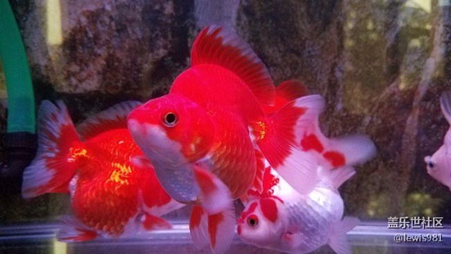 一天到晚游泳的魚