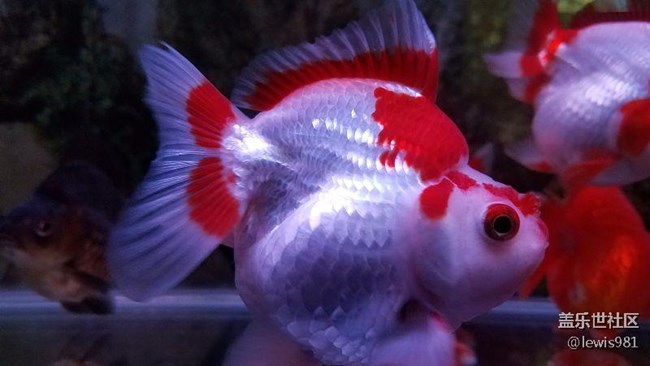 一天到晚游泳的魚