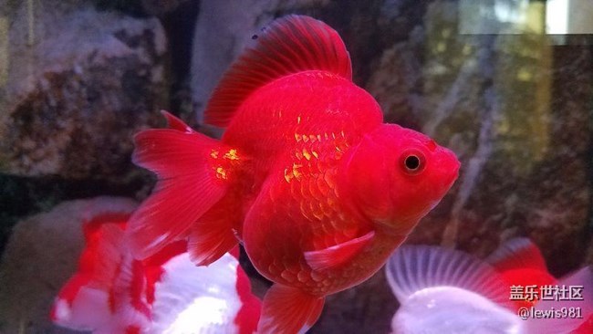 一天到晚游泳的魚