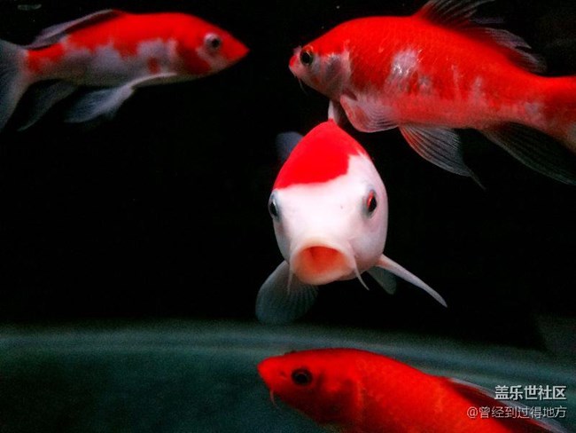 我的魚缸我的魚