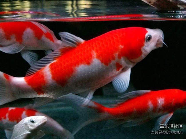 我的魚缸我的魚