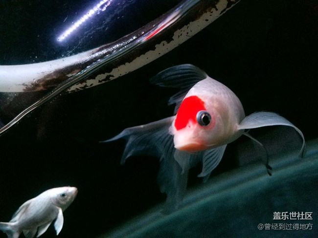 我的魚缸我的魚