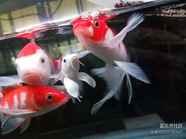 我的魚缸我的魚