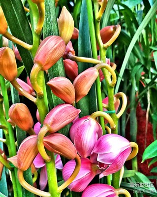 冬天的顏色+綿陽市+南國多春色