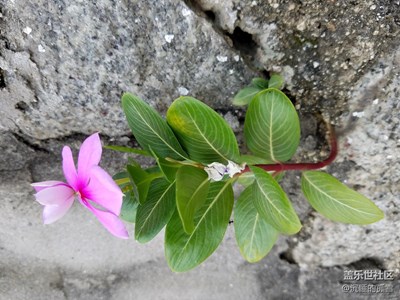 石縫中的堅(jiān)強(qiáng)