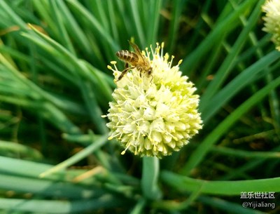 兩只小蜜蜂??！