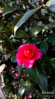 冬日里的小蜜蜂