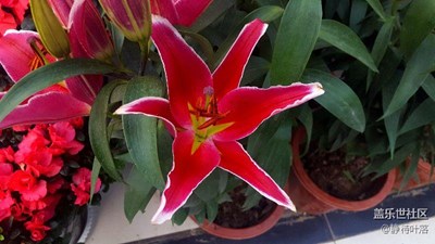 那些花兒