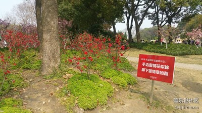 上海大寧公園月季展2