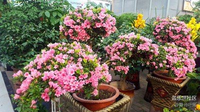 那些花兒（2）