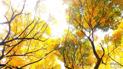 【家鄉(xiāng)美】+昆明+秋熟黃蓮木