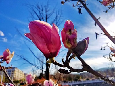 玉蘭爭(zhēng)奇斗艷兒迎新春