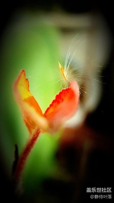 飛來(lái)的種子