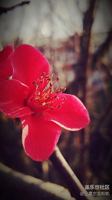 【自然、花色】