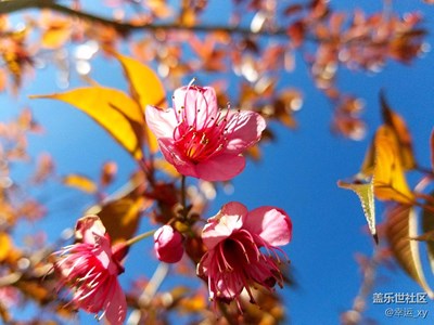 櫻花，冬日里的色彩