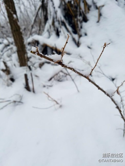 這個冬天，你們那里下雪了嗎