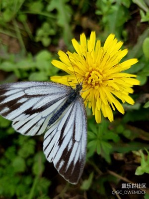 三星S7edge拍的微距