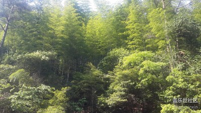 黃山翡翠谷（情人谷）4