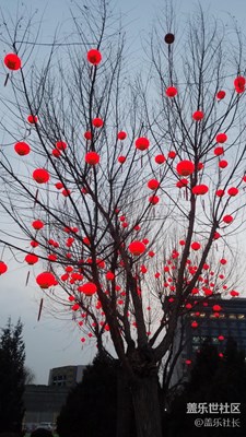 紅紅????燈籠樹……