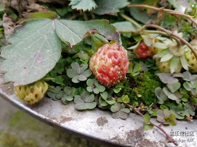 草莓??小品種