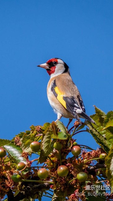 c系還升不升7了！