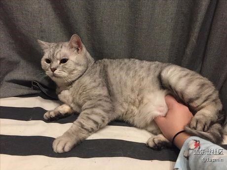 鏟屎的我跟你講，別摸我(￣Д￣)?