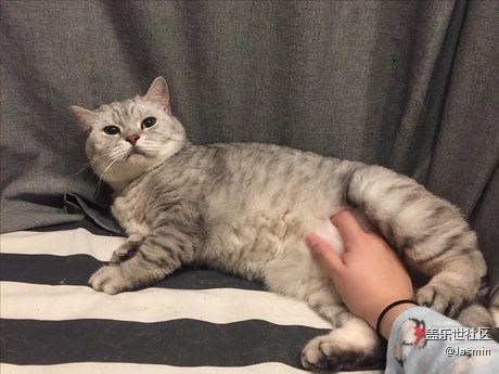 鏟屎的我跟你講，別摸我(￣Д￣)?